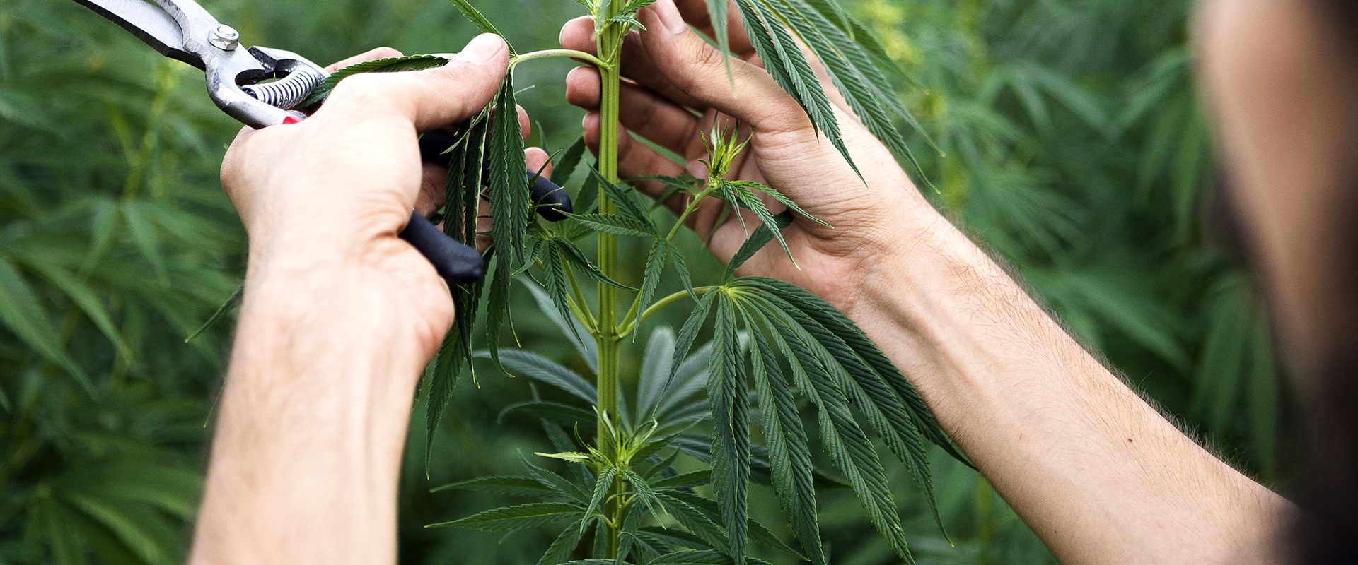 The Growing Hemp Industry: What You Need to Know