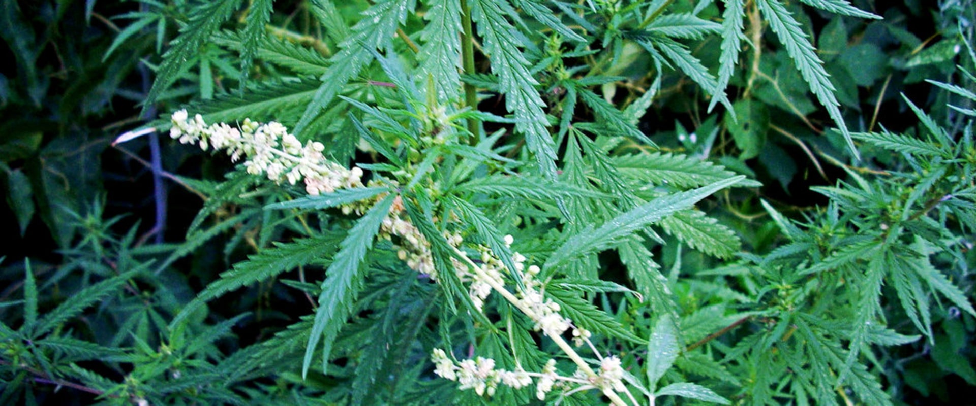 The Ancient Uses of Hemp: A Comprehensive Guide