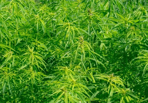 The Benefits of Hemp: Why It's the Future of Sustainable Agriculture