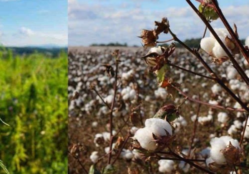The Benefits of Hemp Over Cotton: Why We Should Make the Switch