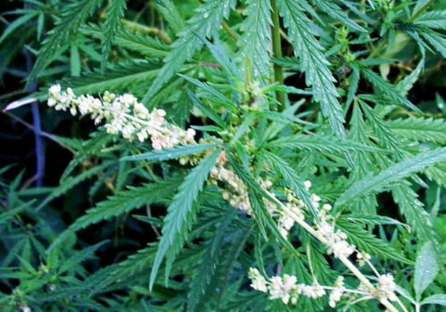 The Ancient Uses of Hemp: A Comprehensive Guide