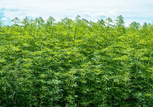 The Incredible Benefits of Hemp: Why is it so Special?